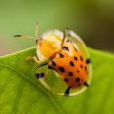 spotted tortoise beetle