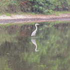 Cocoi heron