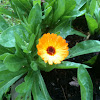 Pot marigold