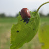 Red Poplar Leaf Beetle