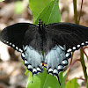 Spicebush Swallowtail