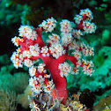 Cherry Blossom Coral