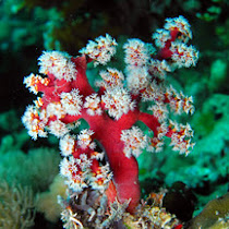 Philippine Coral Survey