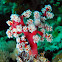 Cherry Blossom Coral