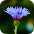 Blur Image - DSLR focus effect1.18
