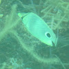 Four-eye Butterflyfish
