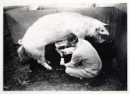 K.I. Station (Coöperatieve Vereniging voor Kunstmatige Inseminatie voor varkens)