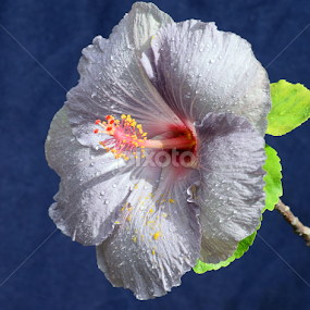 Violet Hibiscus by Timothy Carney - Flowers Single Flower