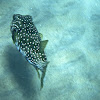 White spotted puffer