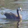 Goose Hybrid