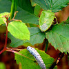 Figwort Sawfly larvae and Green Stink Bug