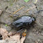 Aquatic beetle