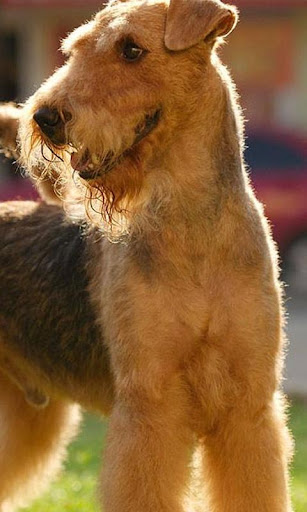 Airedale Terriers Wallpapers