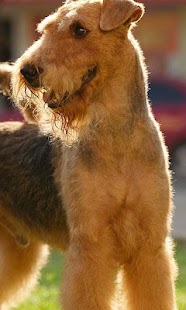 Download Airedale Terriers Wallpapers APK for Android
