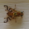 unknown fly, green spider