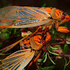 Yellow Monday Cicada