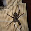 Carolina Wolf Spider