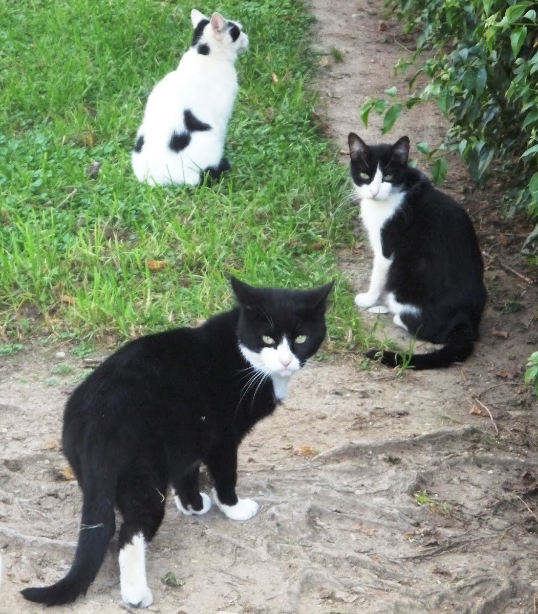 Gato o gato doméstico (Felis silvestris catus)