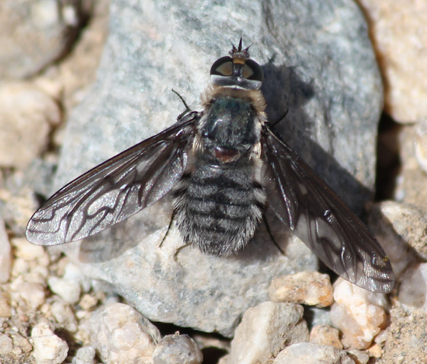 fly grey fuzzy and black striped Project Noah