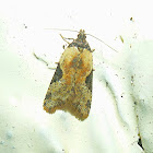 Micro-Lepidoptera