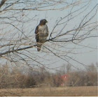 Red-Tailed Hawk - buteo jamaicensis