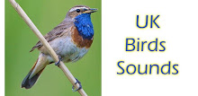UK Birds Sounds APK