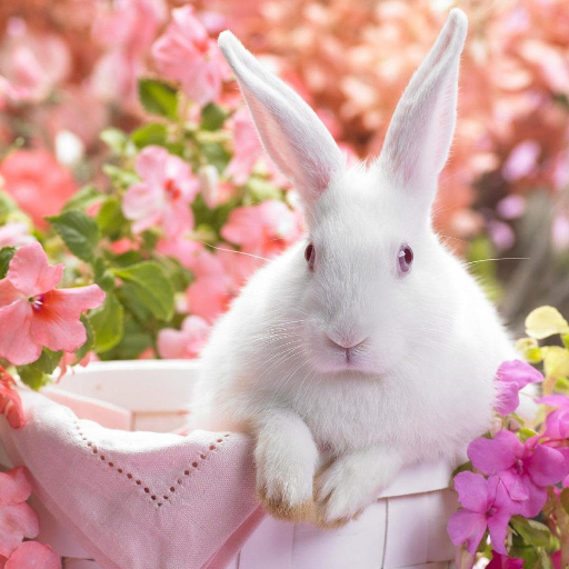 免費下載個人化APP|Rabbits Live Wallpaper app開箱文|APP開箱王