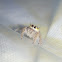 hyllus jumping spider