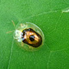 Target Beetle (Chrysomelidae: Cassidinae)