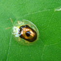 Target Beetle (Chrysomelidae: Cassidinae)
