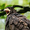 Common Black Hawk