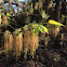 Box Elder/Ash-leaf Maple