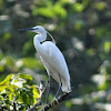 Little Egret - Female