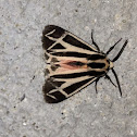 Banded Tiger moth