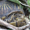 Florida box turtle