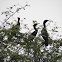 Neo tropical cormorant