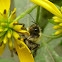 Eastern Bumble Bee