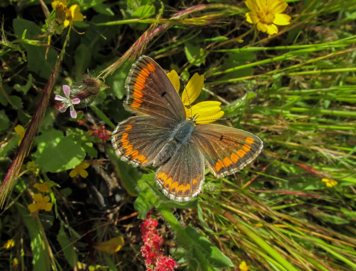 Southern Brown Argus