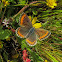 Southern Brown Argus