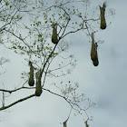 Moctezuma Oropendola Nests
