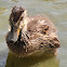 Mallard (Female and ducklings)