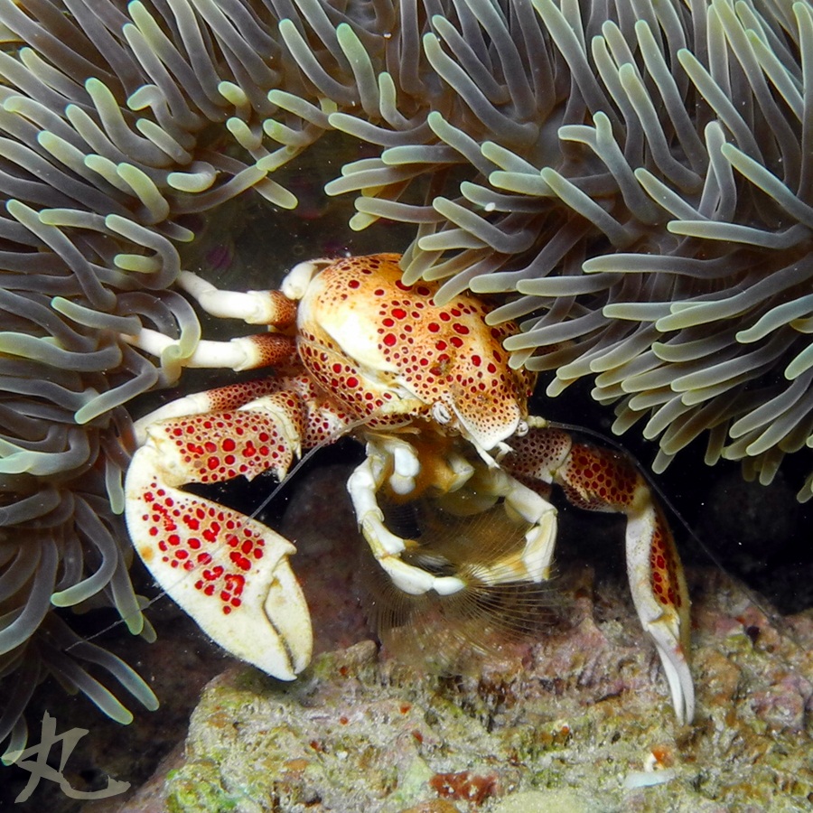 Porcelain Anemone Crab