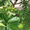 Limon tree
