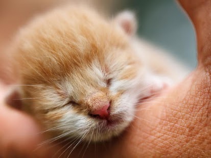 Cutie Kitten Cat