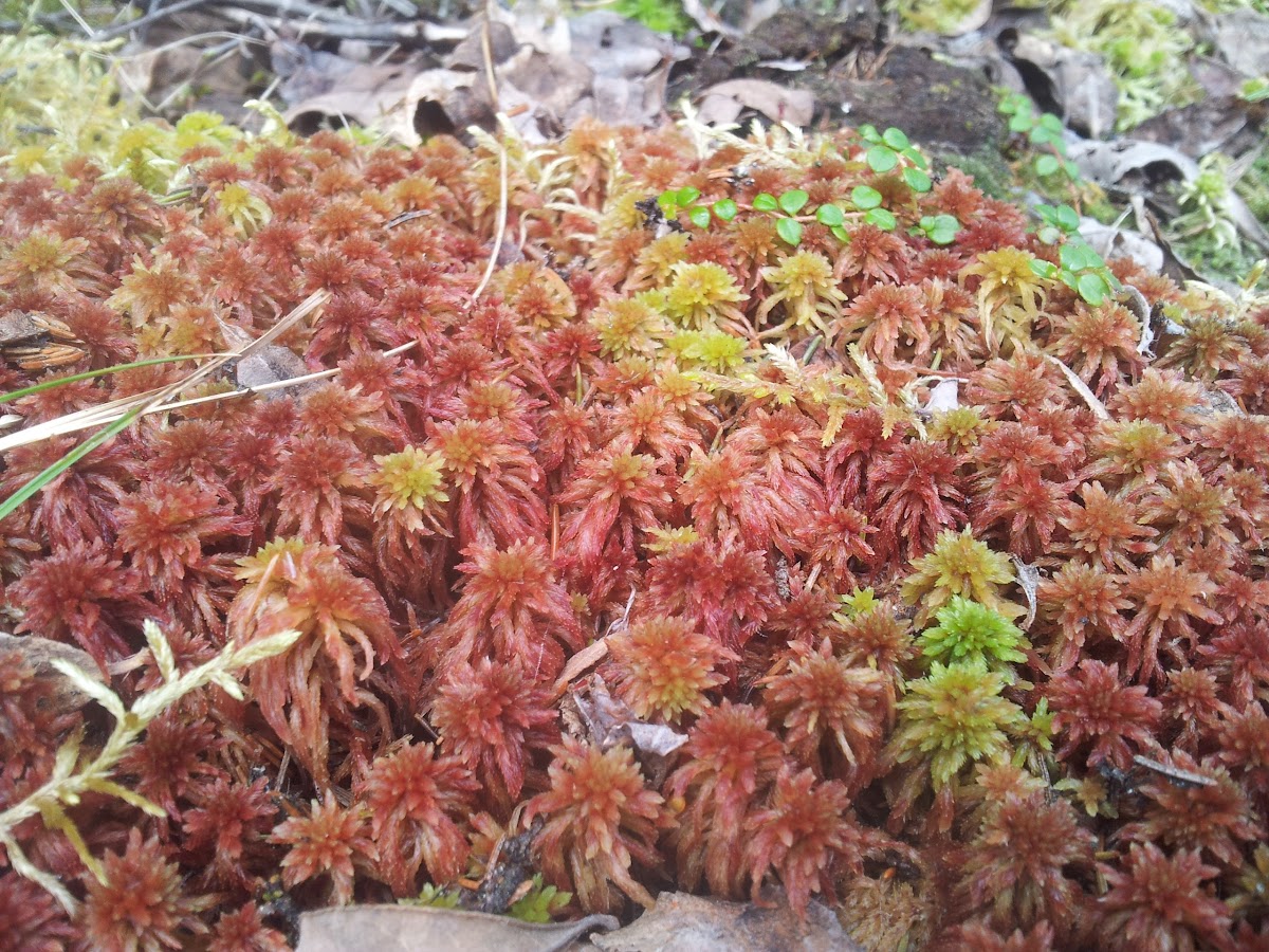 Red Sphagnum Moss