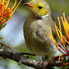 White-plumed Honeyeater