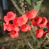 Crown-of-thorns or Christ Plant