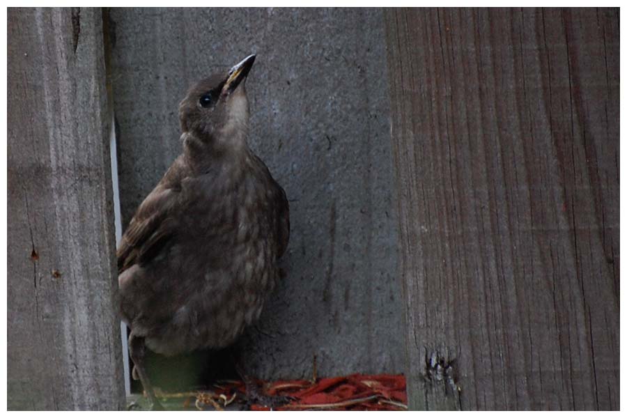 Young common Starling