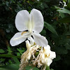 White Ginger Lily