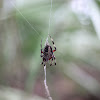 European Cross, Diadem or Crossweaver Orb Spider